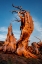 Picture of BRISTLECONE PINE AT SUNSET-WHITE MOUNTAINS-INYO NATIONAL FOREST-CALIFORNIA