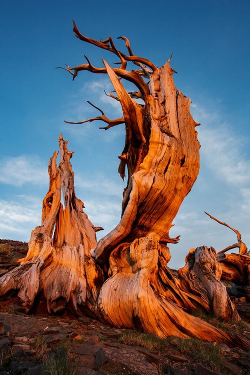 Picture of BRISTLECONE PINE AT SUNSET-WHITE MOUNTAINS-INYO NATIONAL FOREST-CALIFORNIA