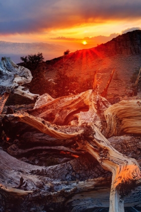 Picture of BRISTLECONE PINE AT SUNSET-WHITE MOUNTAINS-INYO NATIONAL FOREST-CALIFORNIA