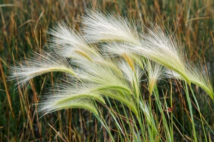 Picture of FOXTAIL GRASSES-MONO LAKE-TUFA STATE NATURAL RESERVE-CALIFORNIA