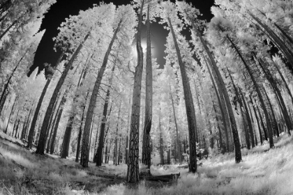 Picture of INFRARED IMAGE OF VIEW UP THROUGH TREES-YOSEMITE NATIONAL PARK-CALIFORNIA