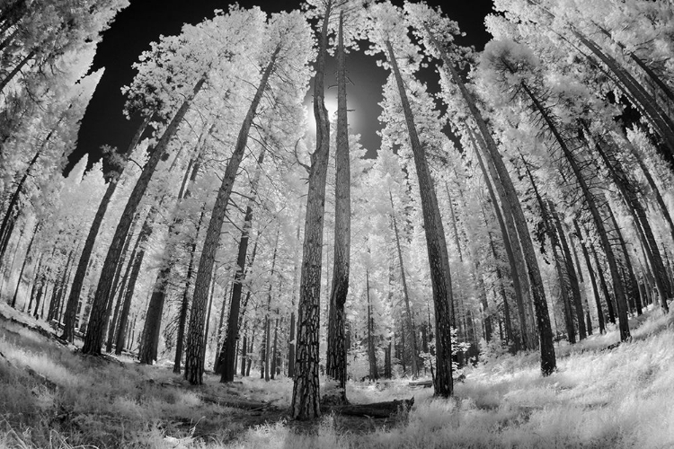 Picture of INFRARED IMAGE OF VIEW UP THROUGH TREES-YOSEMITE NATIONAL PARK-CALIFORNIA