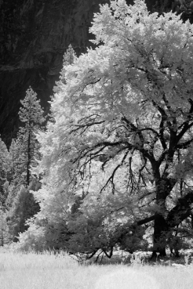 Picture of YOSEMITE VALLEY IN INFRARED BLACK AND WHITE-YOSEMITE NATIONAL PARK-CALIFORNIA