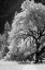 Picture of YOSEMITE VALLEY IN INFRARED BLACK AND WHITE-YOSEMITE NATIONAL PARK-CALIFORNIA