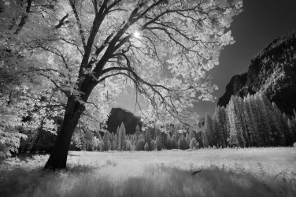 Picture of YOSEMITE VALLEY IN INFRARED BLACK AND WHITE-YOSEMITE NATIONAL PARK-CALIFORNIA