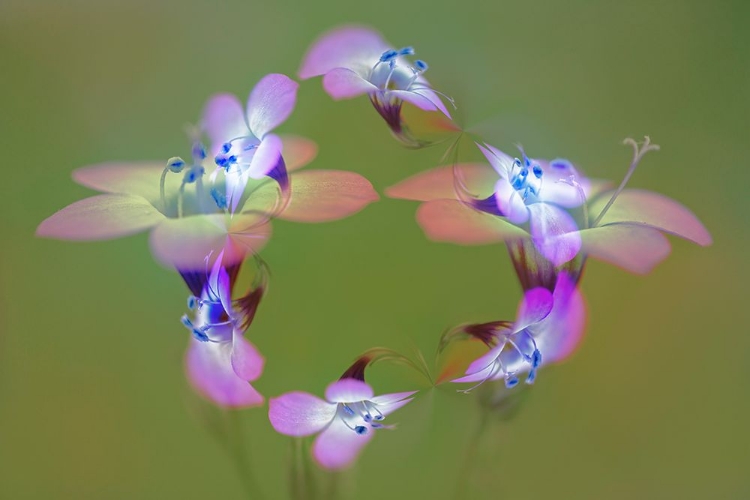 Picture of ABSTRACT OF DAVY GILIA FLOWERS-ANTELOPE VALLEY CALIFORNIA POPPY PRESERVE-LANCASTER-CALIFORNIA