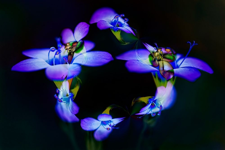 Picture of ABSTRACT OF DAVY GILIA FLOWERS-ANTELOPE VALLEY CALIFORNIA POPPY PRESERVE-LANCASTER-CALIFORNIA