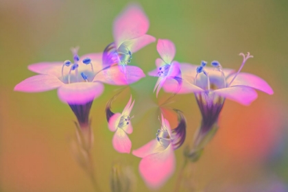 Picture of ABSTRACT OF DAVY GILIA FLOWERS-ANTELOPE VALLEY CALIFORNIA POPPY PRESERVE-LANCASTER-CALIFORNIA