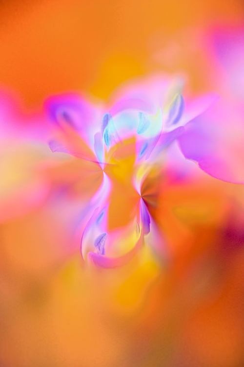 Picture of ABSTRACT OF DAVY GILIA FLOWERS-ANTELOPE VALLEY CALIFORNIA POPPY PRESERVE-LANCASTER-CALIFORNIA