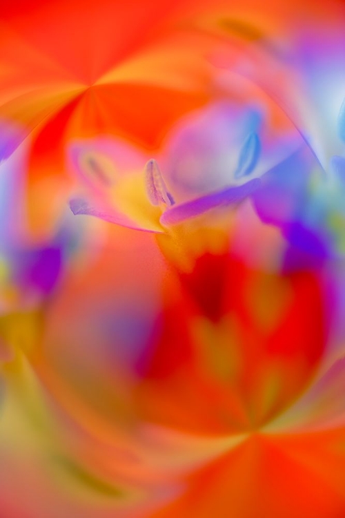 Picture of ABSTRACT OF DAVY GILIA FLOWERS-ANTELOPE VALLEY CALIFORNIA POPPY PRESERVE-LANCASTER-CALIFORNIA