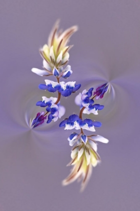 Picture of LUPINE FLOWER-NAPA VALLEY-CALIFORNIA