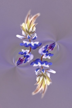 Picture of LUPINE FLOWER-NAPA VALLEY-CALIFORNIA