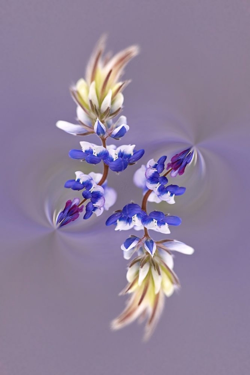 Picture of LUPINE FLOWER-NAPA VALLEY-CALIFORNIA