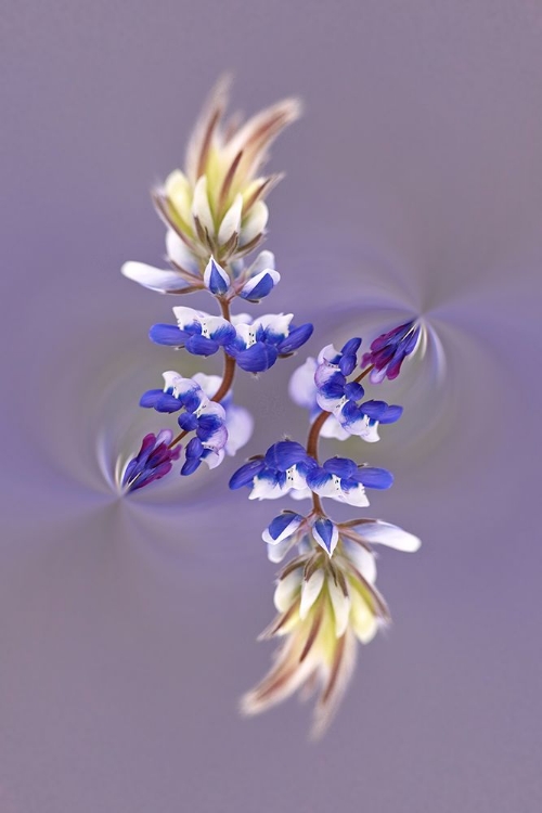 Picture of LUPINE FLOWER-NAPA VALLEY-CALIFORNIA