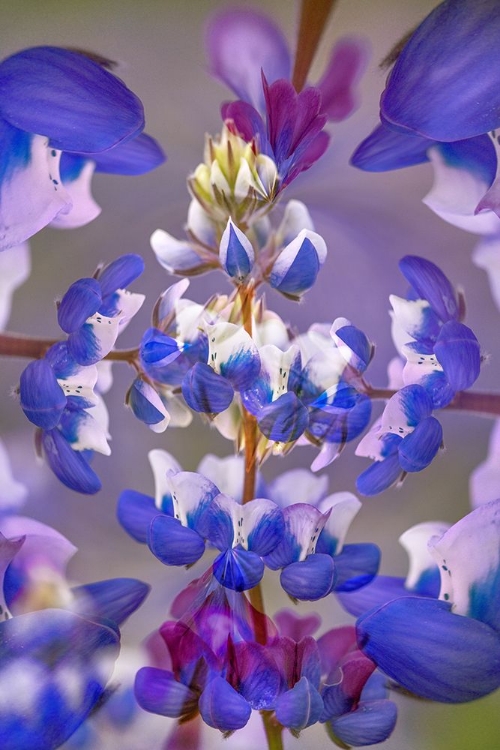 Picture of LUPINE FLOWER-NAPA VALLEY-CALIFORNIA