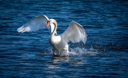 Picture of USA-CALIFORNIA A MUTE SWAN FLAPS ITS HUGE WINGS DURING COURTING BEHAVIOR ON A CALIFORNIA POND