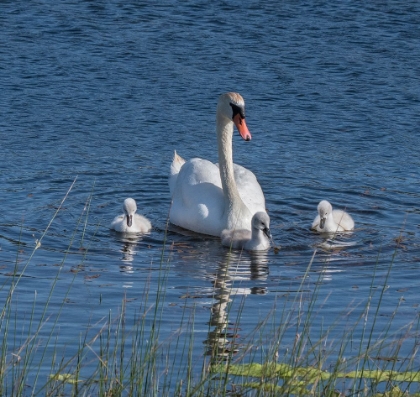 Picture of USA-CALIFORNIA A MUTE SWAN TENDS TO HER CYGNETS ON A CALIFORNIA POND