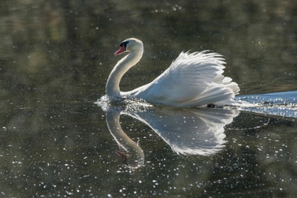 Picture of USA-CALIFORNIA A MUTE SWAN FANS ITS WINGS DURING COURTSHIP BEHAVIOR