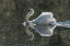 Picture of USA-CALIFORNIA A MUTE SWAN FANS ITS WINGS DURING COURTSHIP BEHAVIOR