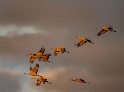 Picture of USA-CALIFORNIA A FLOCK OF SANDHILL CRANES FLIES AT SUNSET-NEAR LODI-CALIFORNIA