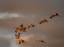 Picture of USA-CALIFORNIA A FLOCK OF SANDHILL CRANES FLIES AT SUNSET-NEAR LODI-CALIFORNIA