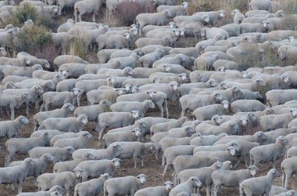 Picture of USA-CALIFORNIA SHEPHERDS GUIDE HUGE HERDS OF SHEEP IN THE HIGH SIERRAS NEAR BODIE