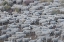 Picture of USA-CALIFORNIA SHEPHERDS GUIDE HUGE HERDS OF SHEEP IN THE HIGH SIERRAS NEAR BODIE