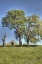 Picture of USA-CALIFORNIA PEACEFUL RURAL SETTING NEAR FOLSOM SUBURBAN SPRAWL IS ONLY A FEW MILES AWAY