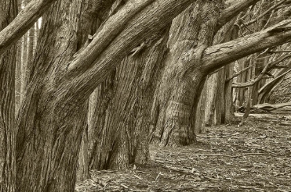 Picture of USA-CALIFORNIA HUGE CYPRESS TREES GROW IN A LINE NEAR A POINT REYES ROAD