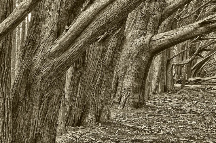 Picture of USA-CALIFORNIA HUGE CYPRESS TREES GROW IN A LINE NEAR A POINT REYES ROAD