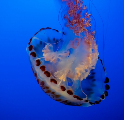 Picture of USA-CALIFORNIA THIS BEAUTIFUL PURPLE STRIPED JELLYFISH GLIDES GRACEFULLY AT THE MONTEREY AQUARIUM