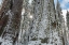 Picture of USA-CALIFORNIA FRESH SNOW ON GIANT SEQUOIAS IN CALAVERAS BIG TREES STATE PARK NEAR MURPHYS