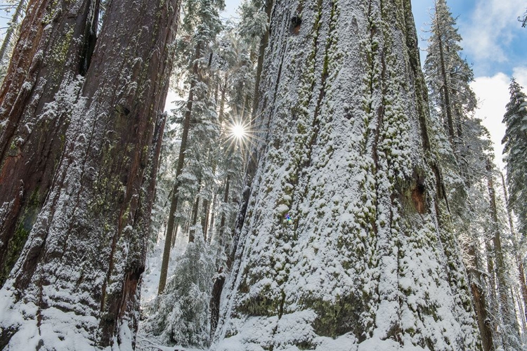 Picture of USA-CALIFORNIA FRESH SNOW ON GIANT SEQUOIAS IN CALAVERAS BIG TREES STATE PARK NEAR MURPHYS