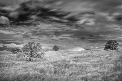 Picture of INFRARED IMAGE OF CLOUDS-GRASSLANDS AND OAK TREES IN AMADOR COUNTY