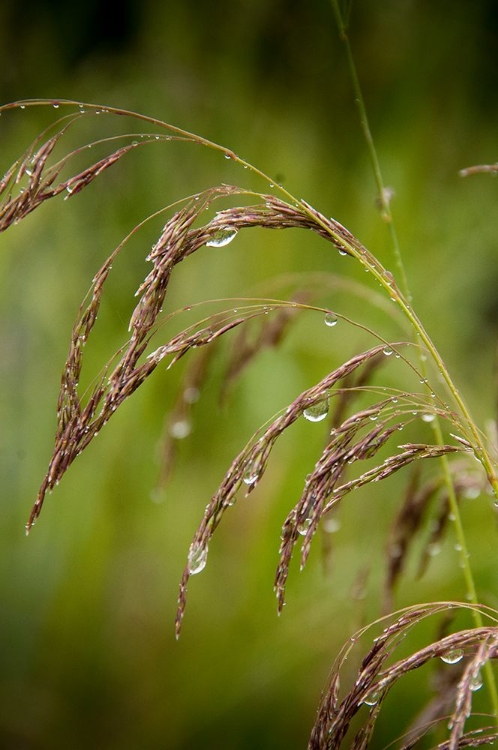 Picture of RAIN DROPS GLISTEN ON THIS WEED IN SPRING