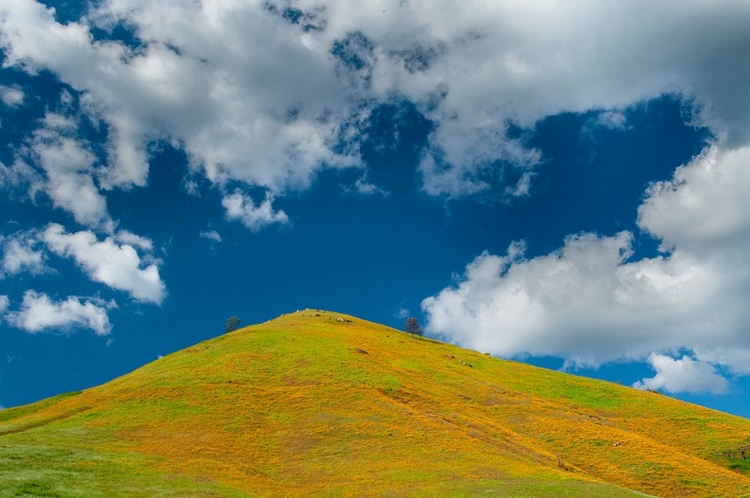 Picture of A FIELD OF POPPIES TURNS A MOUNTAINSIDE YELLOW IN SPRING