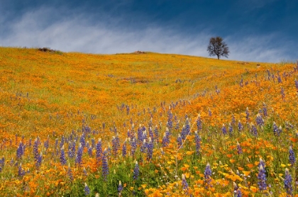 Picture of USA-CALIFORNIA A FIELD OF POPPIES AND LUPINES TURNS A MOUNTAINSIDE YELLOW AND BLUE IN SPRING