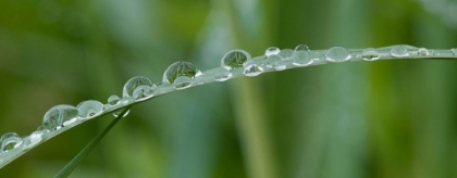 Picture of USA-CALIFORNIA RAINDROPS CROWD THIS GRASS BLADE IN LOTUS-CALIFORNIA