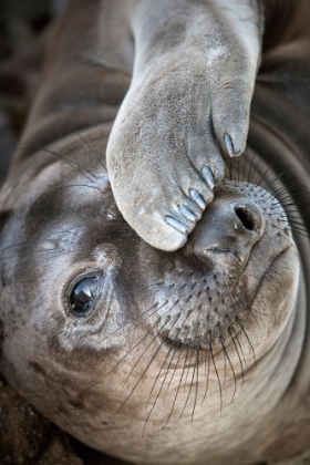 Picture of USA-CALIFORNIA A CURIOUS ELEPHANT SEAL PUP GOES EYE TO THE EYE WITH THE PHOTOGRAPHER