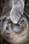 Picture of USA-CALIFORNIA A CURIOUS ELEPHANT SEAL PUP GOES EYE TO THE EYE WITH THE PHOTOGRAPHER