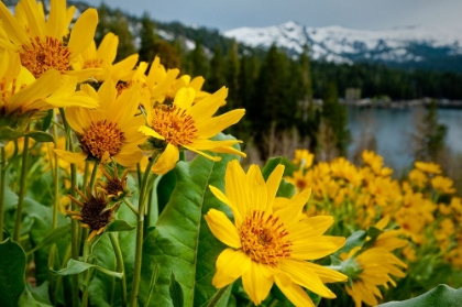 Picture of SUMMER-MULE EAR FLOWERS FLOURISH ALONG THE EDGES OF CAPLES LAKE IN THE CARSON PASS AREA