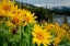 Picture of SUMMER-MULE EAR FLOWERS FLOURISH ALONG THE EDGES OF CAPLES LAKE IN THE CARSON PASS AREA