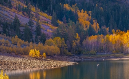 Picture of USA-CALIFORNIA-SIERRA NEVADA LUNDY LAKE-GLOWING ASPENS DWARF THIS KAYAKER ON LUNDY LAKE