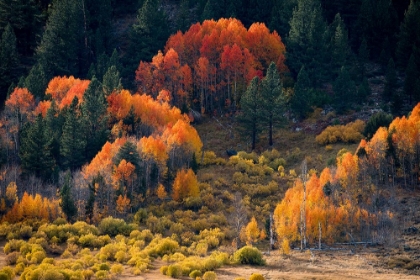Picture of USA-CALIFORNIA-SIERRA NEVADA HOPE VALLEY ASPENS GLOW A BRILLIANT ORANGE DURING FALL
