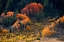 Picture of USA-CALIFORNIA-SIERRA NEVADA HOPE VALLEY ASPENS GLOW A BRILLIANT ORANGE DURING FALL