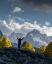 Picture of USA-CALIFORNIA-SIERRA NEVADA BISHOP CREEK-RUGGED PEAKS RISE BEHIND FALL ASPENS