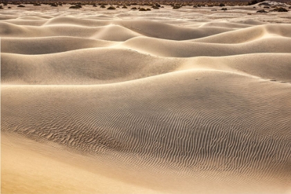 Picture of MESQUITE DUNES-DEATH VALLEY NATIONAL PARK-CALIFORNIA