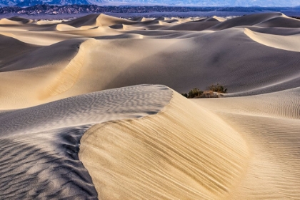 Picture of MESQUITE DUNES-DEATH VALLEY NATIONAL PARK-CALIFORNIA