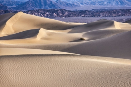 Picture of MESQUITE DUNES-DEATH VALLEY NATIONAL PARK-CALIFORNIA