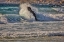 Picture of GARAPATA BEACH-CARMEL BY THE SEA-CALIFORNIA